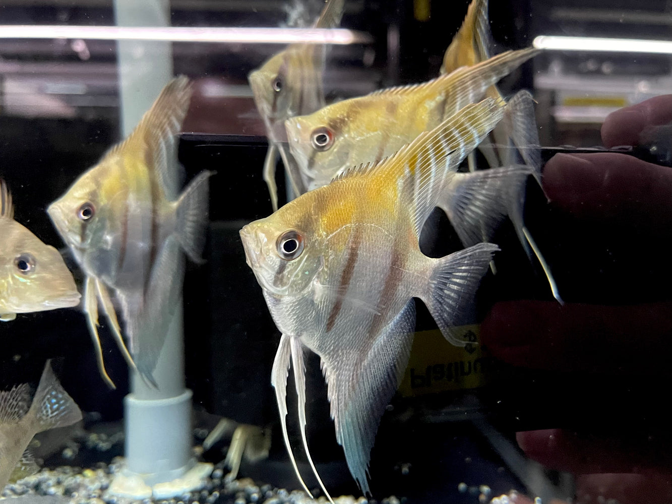 * Discus/Angelfish * Pterophyllum scalare "Redback Manacapuru" German Bred 6-8cm