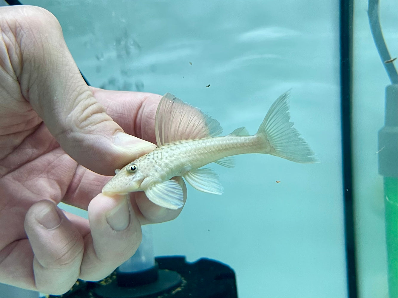 * Pleco *    Ancistomus snethlageae (L141 Ghost pleco) 6-8cm
