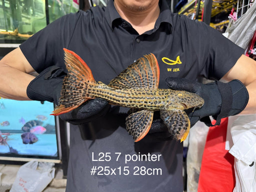 * Pleco * Pseudacanthicus Pirarara (L25 7 Pointer) 28cm #25X15 (Actual piece)