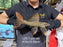 * Pleco * Pseudacanthicus Pirarara (L25 7 Pointer) 28cm #25X15 (Actual piece)