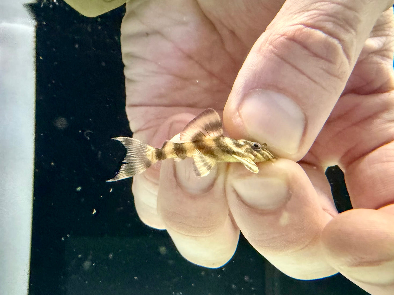 * Pleco *  L398 4cm