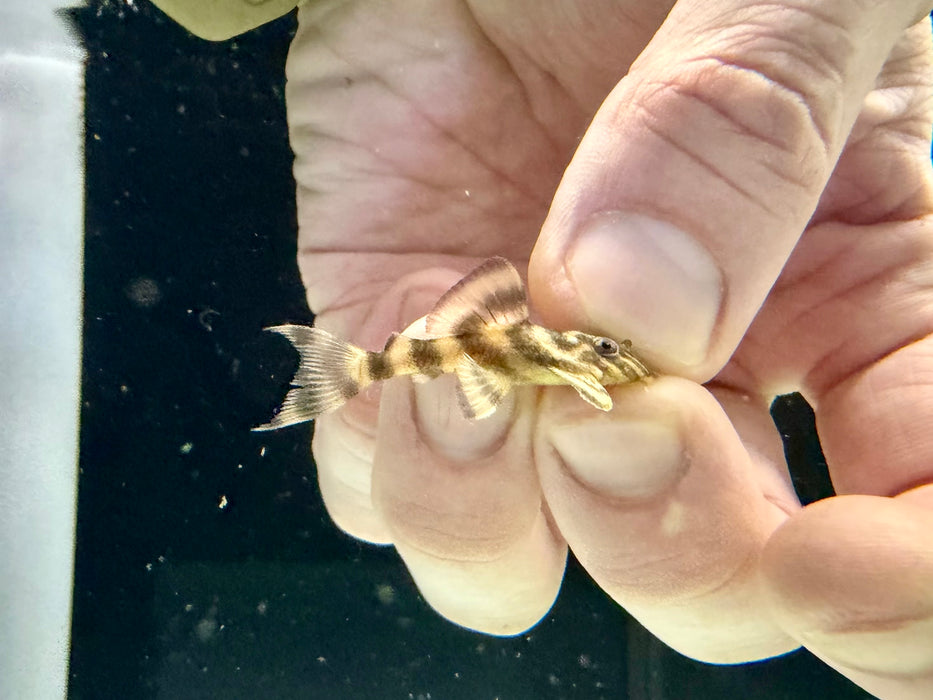 * Pleco *  L398 4cm
