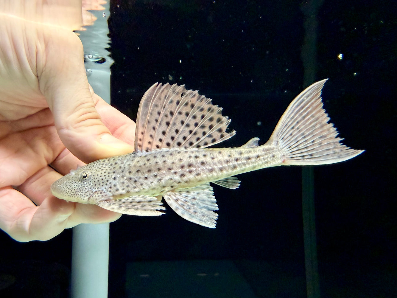 * Pleco * Hypostomus Commersoni 12-16cm