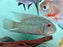 * Cichlids * Hoplarchus psittacus (Green parrot cichlid) 20-25cm