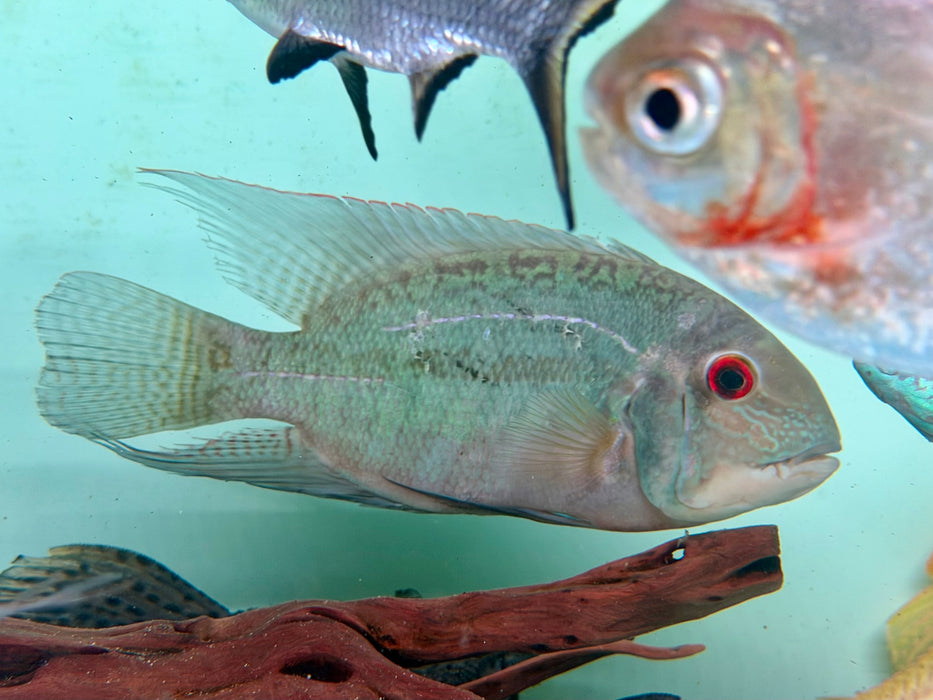 * Cichlids * Hoplarchus psittacus (Green parrot cichlid) 20-25cm