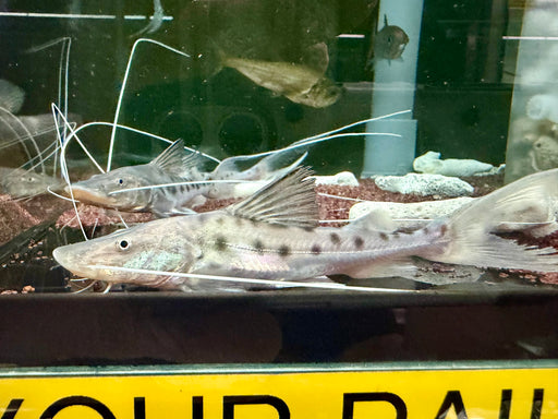 * Catfish *  Brachyplatystoma Capapretum 11-14cm