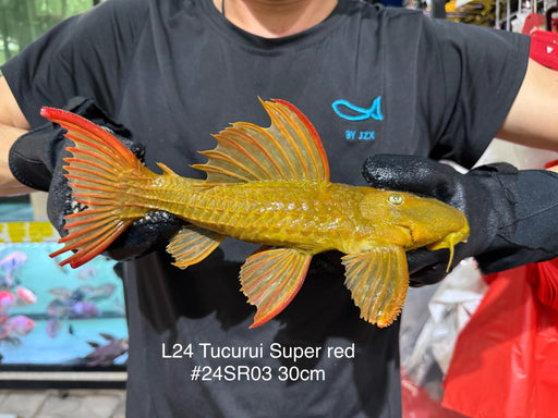 * Pleco *  Pseudacanthicus pitanga L24 Tucurui Super Red #24SR03 30cm (Actual piece)