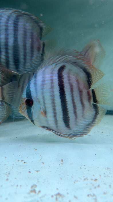* Discus/Angelfish * Nhamunda Blue Heckel WILD
