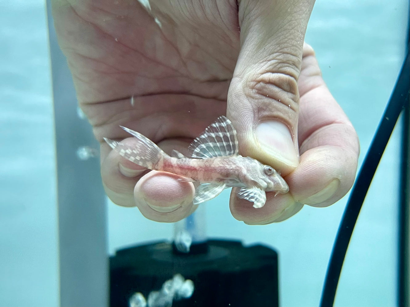 * Pleco *  Hypancistrus sp. L333 “Albino” 4-5cm