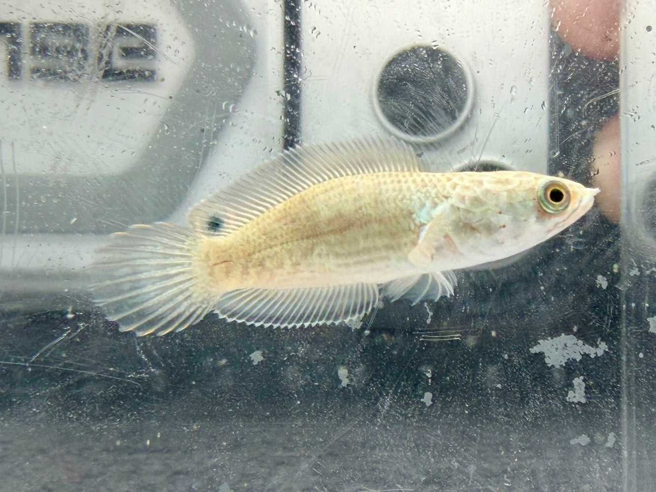 * Channa * Channa sp. Blue Bengal (Shortbody) 3-4cm