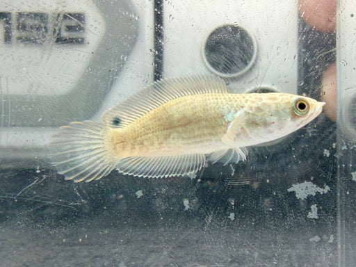 * Channa * Channa sp. Blue Bengal (Shortbody) 3-4cm