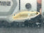 * Channa * Channa sp. Blue Bengal (Shortbody) 3-4cm