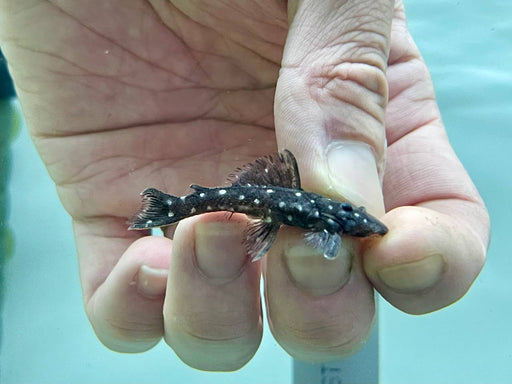 * Pleco * L280 4-5cm