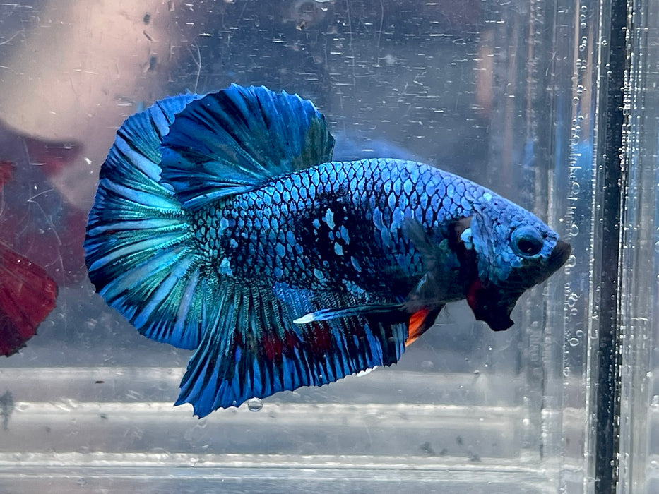 * Betta * Avatar HMPK (Actual Fish) #PK11