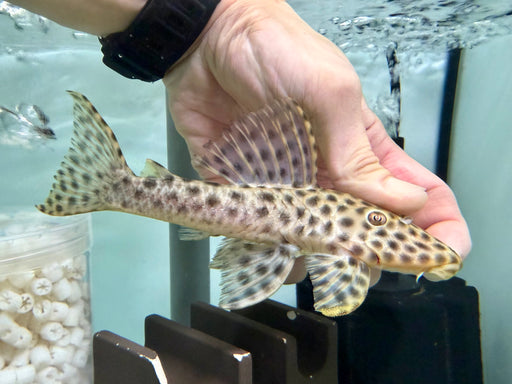 * Pleco *  Hypostomus Fuscomaculatus (L233) 15cm