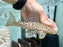 * Pleco *  Hypostomus Fuscomaculatus (L233) 15cm
