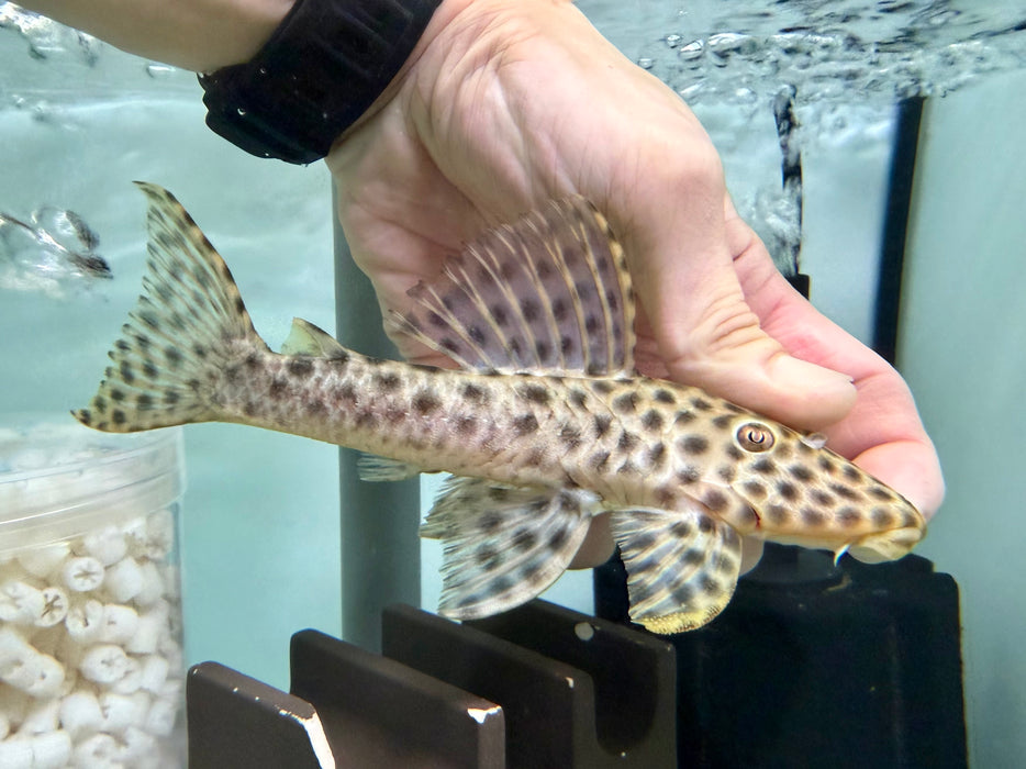 * Pleco *  Hypostomus Fuscomaculatus (L233) 15cm