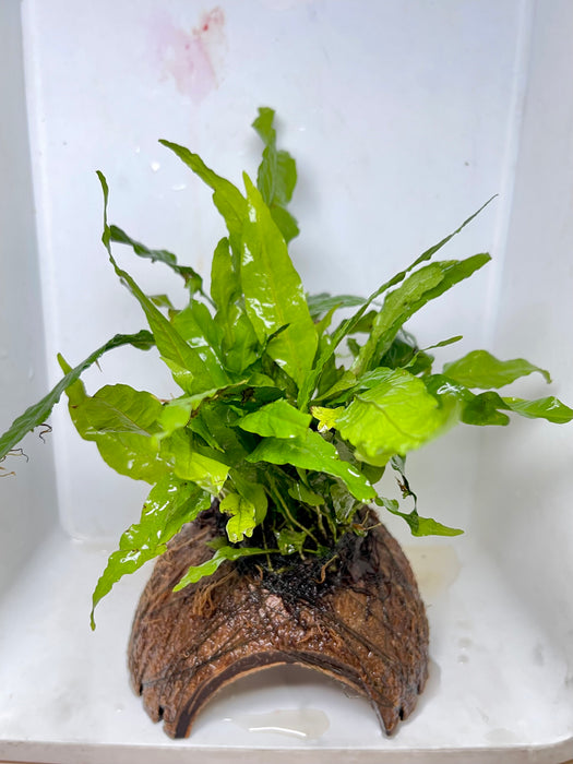 * Plants* Java Fern on coconut husk (cave) (12x12cm)