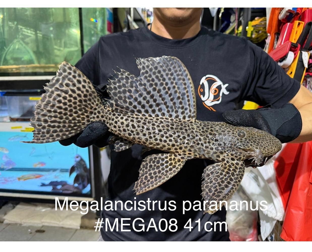 * Pleco *  Megalancistrus parananus #MEGA08 41cm (Actual piece)