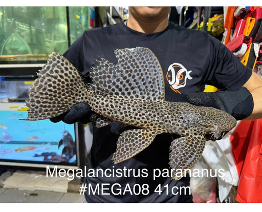 * Pleco *  Megalancistrus parananus #MEGA08 41cm (Actual piece)