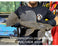 * Pleco *  Megalancistrus parananus #MEGA08 41cm (Actual piece)