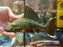 * Pleco * L330 (Watermelon Pleco) Full Spotted 23cm #33009