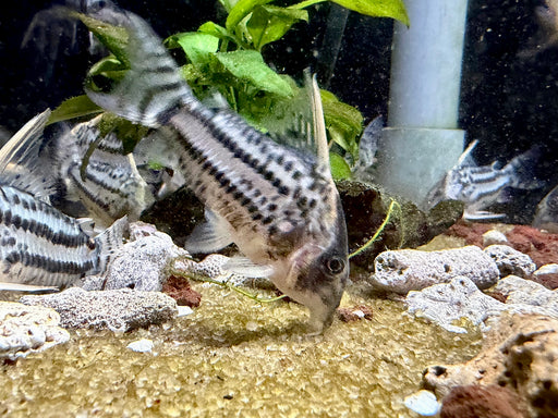 * Corydoras *  Hoplisoma Super Schwartzi CW28