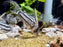 * Corydoras *  Hoplisoma Super Schwartzi CW28