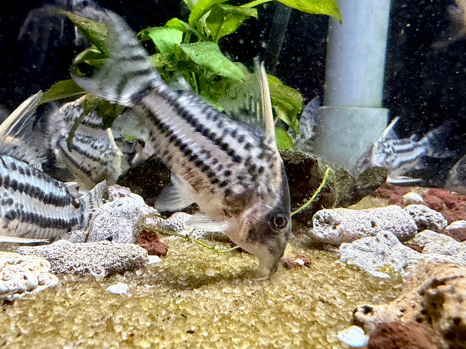 * Corydoras *  Hoplisoma Super Schwartzi CW28