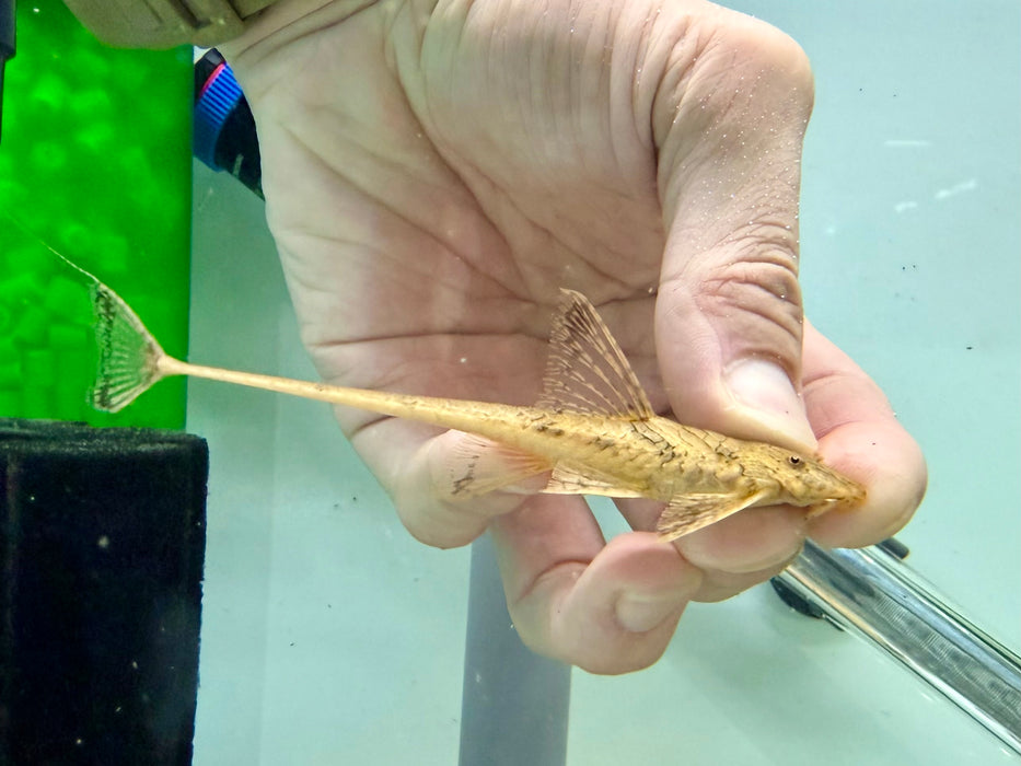 * Pleco * Rineloricaria fallax 8-10cm