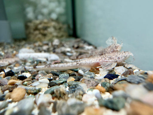 * Catfish * Pterobunocephalus dolichurus ( = „Pseudobunocephalus cf. bifidus“)  Banjo Catfish 3-5cm