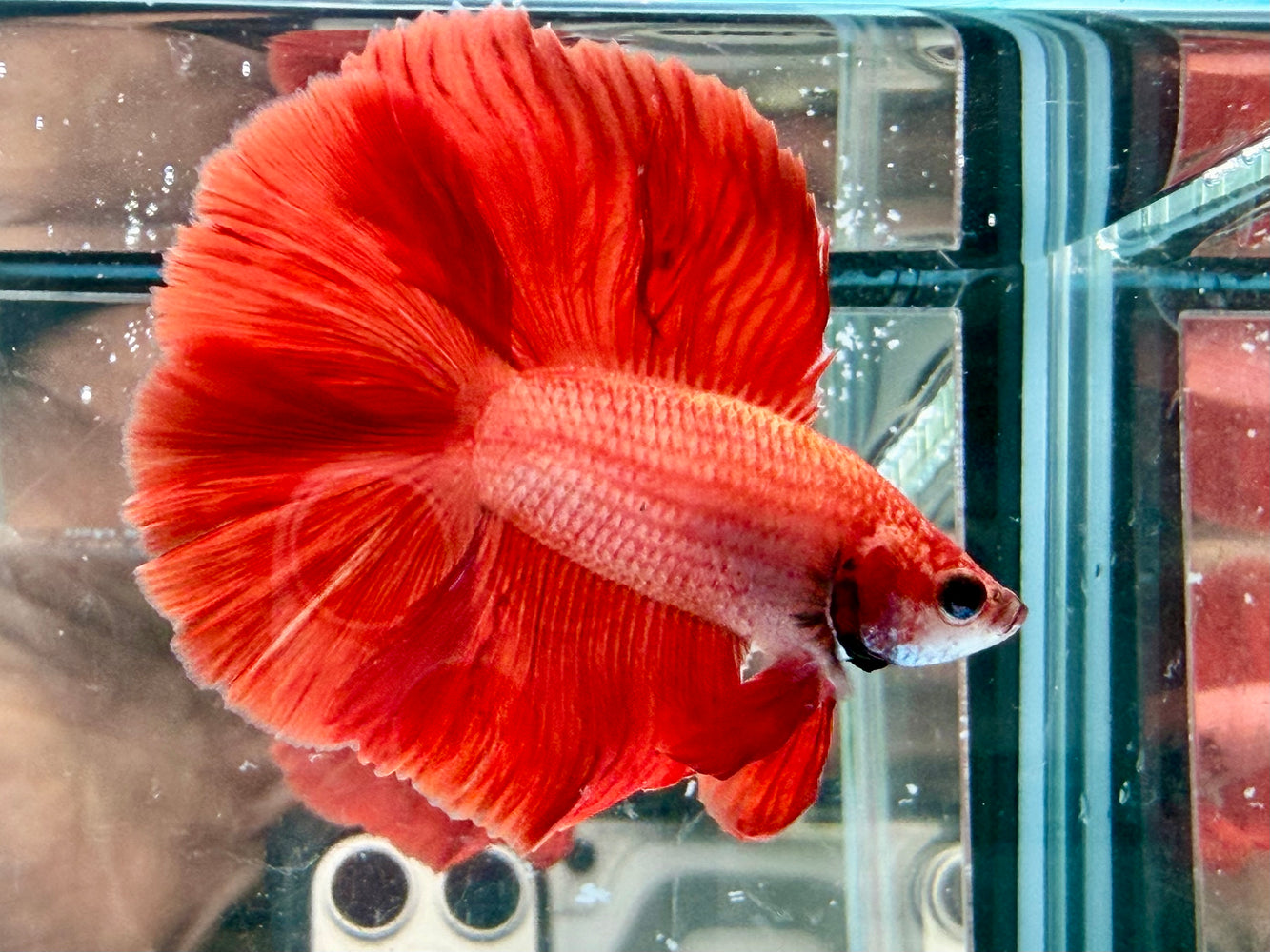 * Betta * DTHM Doubletail Halfmoon (Actual Fish) #59