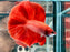 * Betta * DTHM Doubletail Halfmoon (Actual Fish) #59