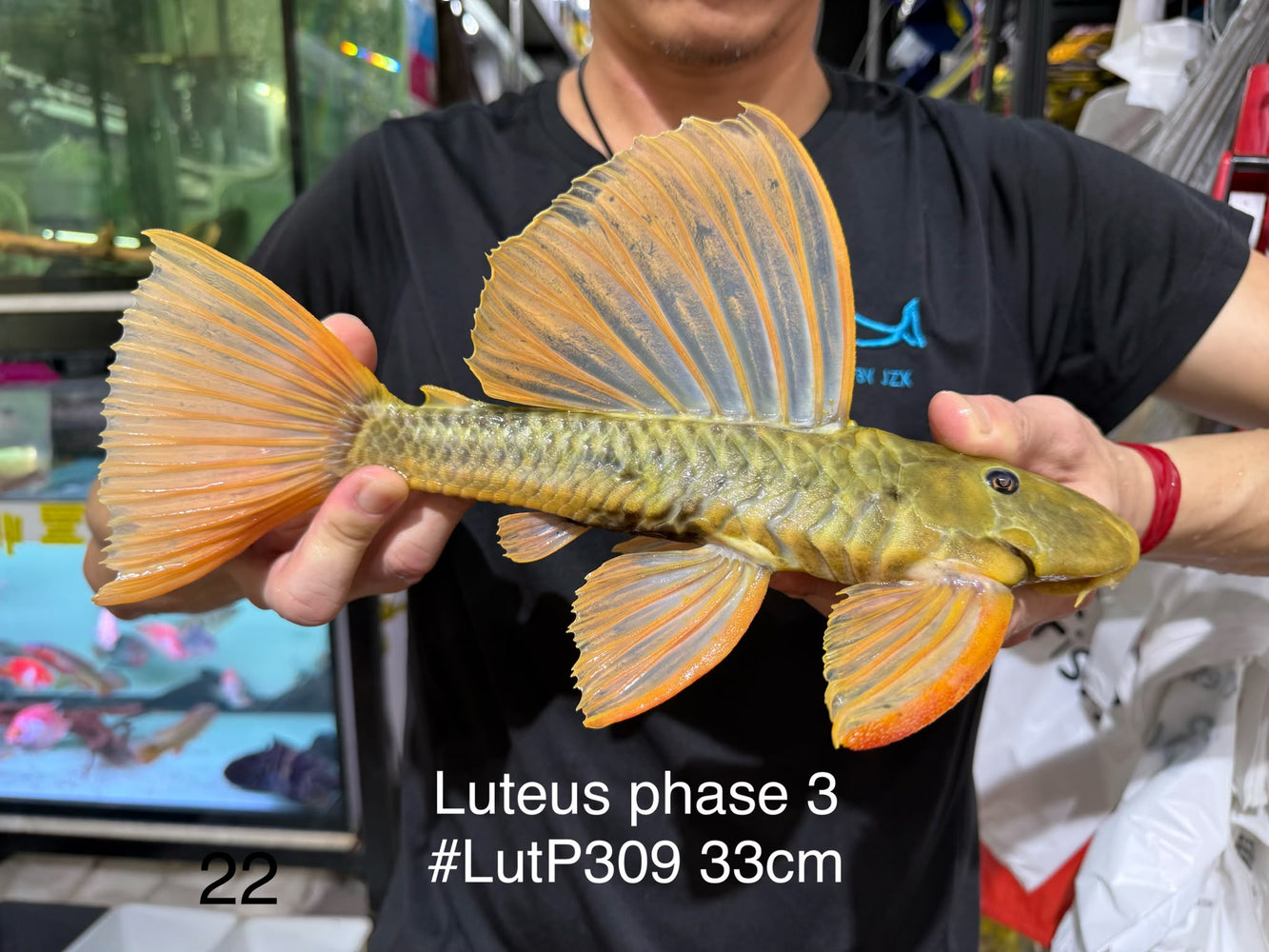 * Pleco *  Hypostomus Luteus phase 3 33cm #LUTP309 (Actual Piece)