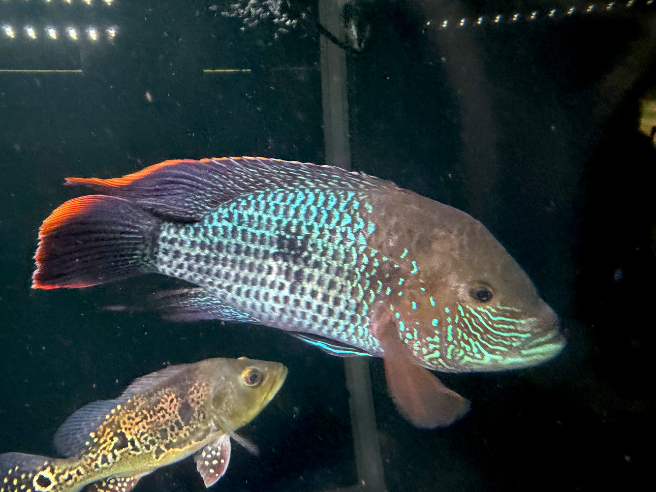 * Cichlids * Andinoacara rivulatus (Green Terror Cichlid) 26-30cm
