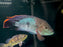 * Cichlids * Andinoacara rivulatus (Green Terror Cichlid) 26-30cm