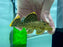 * Pleco *    Baryancistrus xanthellus (L177 Golden nugget) 8-10cm