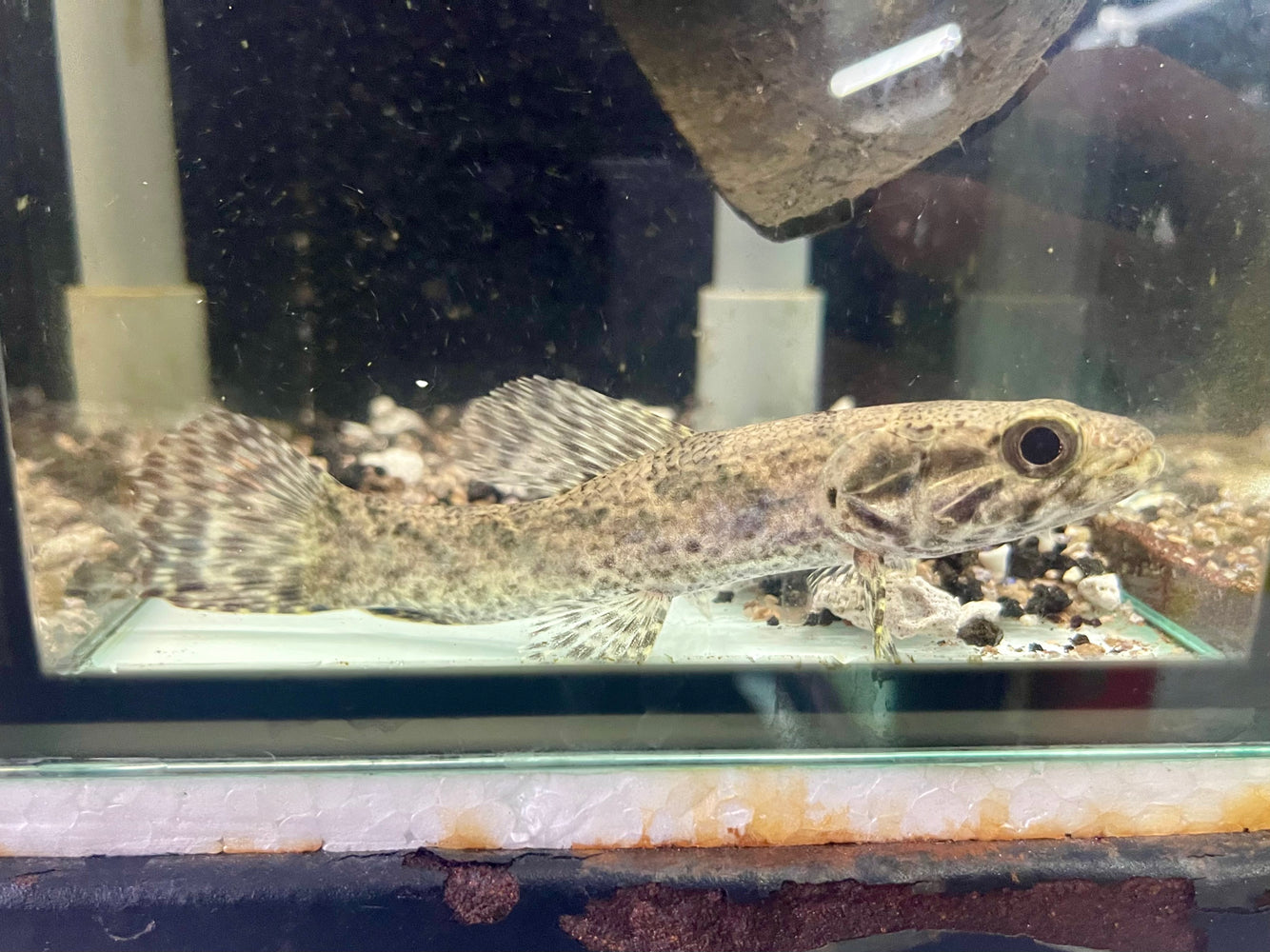 * Other Species * Hoplias aimara "Rio Xingu" 12-15cm