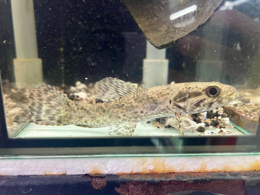 * Other Species * Hoplias aimara "Rio Xingu" 12-15cm