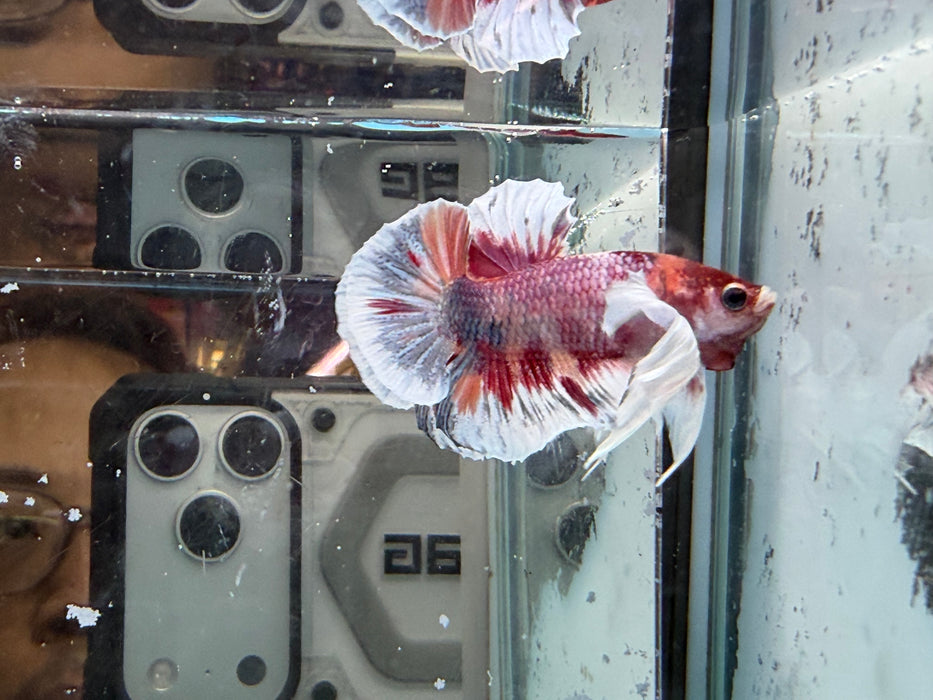 * Betta * HMPK (Actual Fish) #45