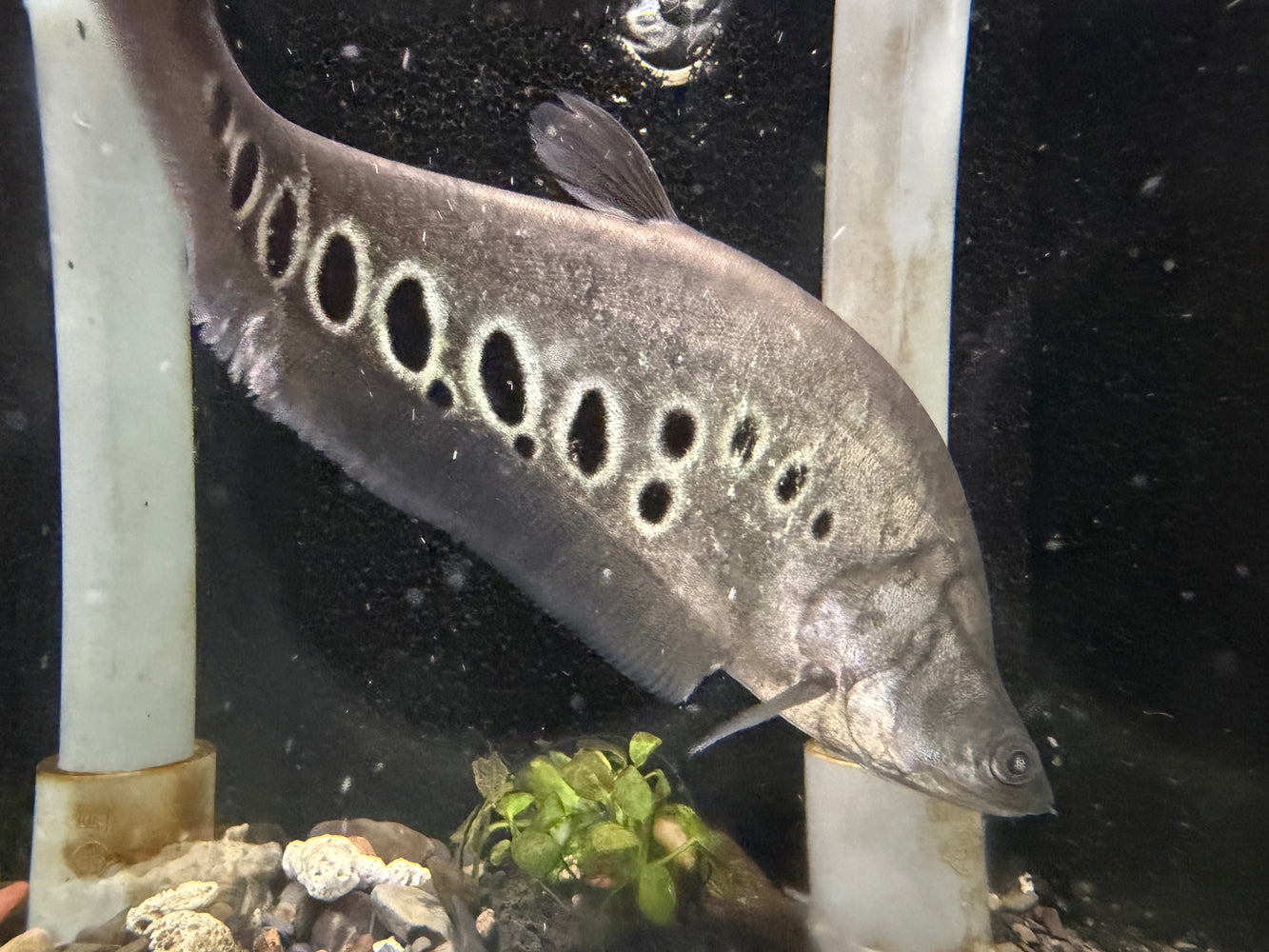 * Other Species * Chitala Ornata (Clown Knifefish)