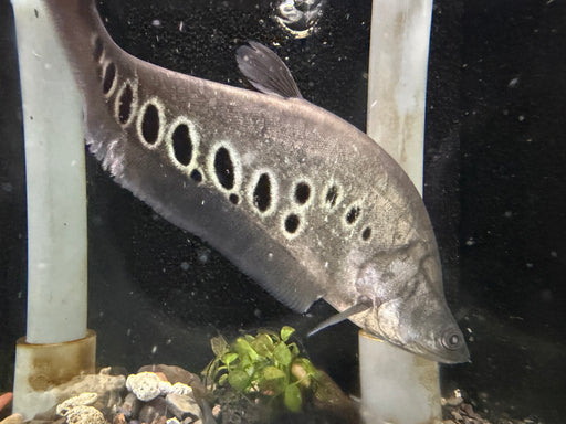 * Other Species * Chitala Ornata (Clown Knifefish)