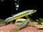 * Cichlids * Crenicichla(Lacustria) Vittata (Caiman Pike Cichlid) 18-20cm *RARE*