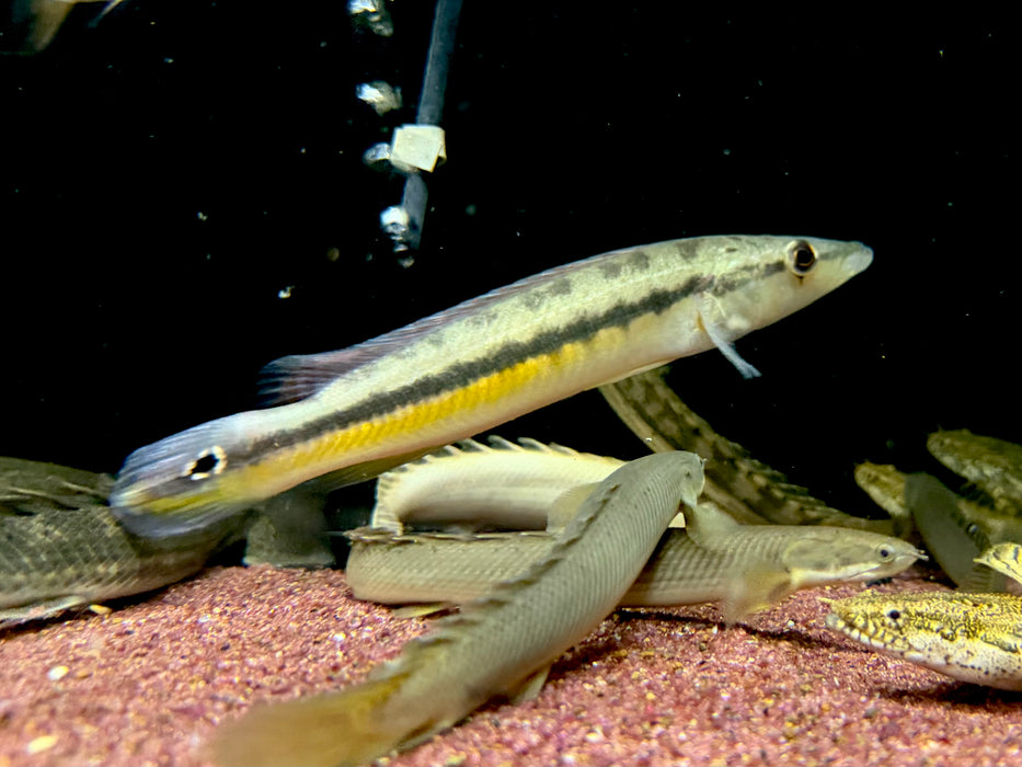 * Cichlids * Crenicichla(Lacustria) Vittata (Caiman Pike Cichlid) 18-20cm *RARE*