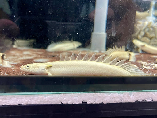 * Polypterus * Polypterus endlicheri PLATINUM 8-10cm Captive Bred