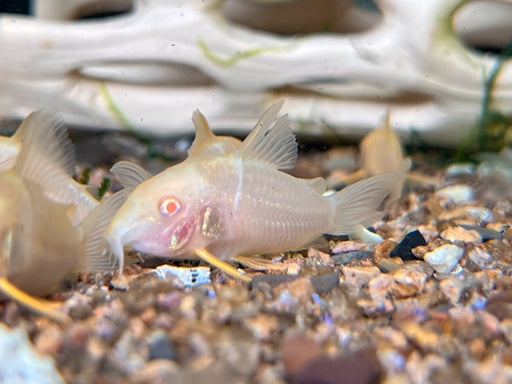 * Corydoras *  Hoplisoma Sterbai albino