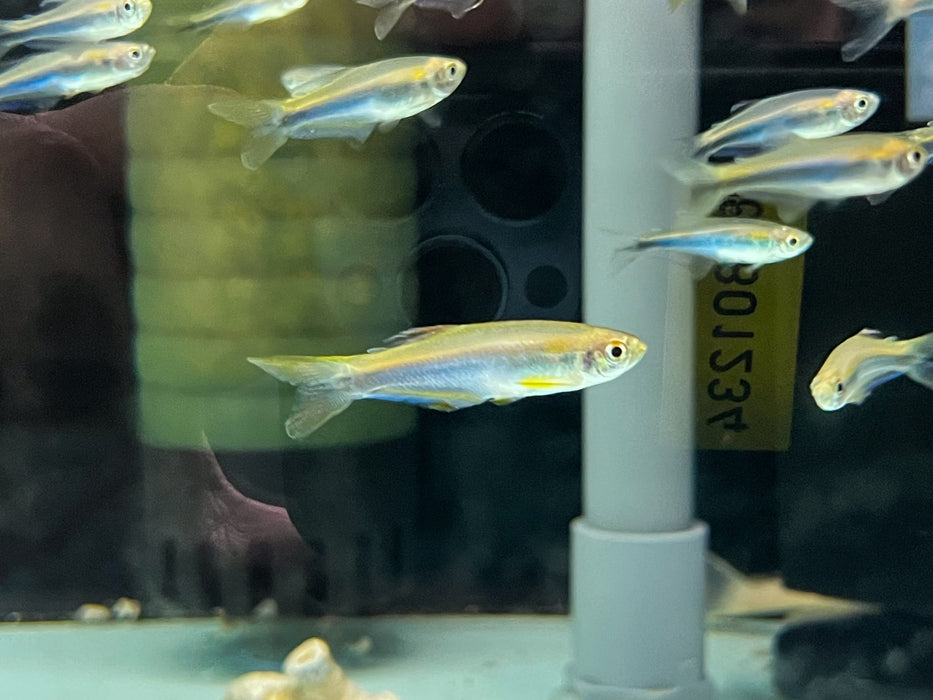 * Tetra * Mimagoniates Microlepis (Blue Croaking Tetra)