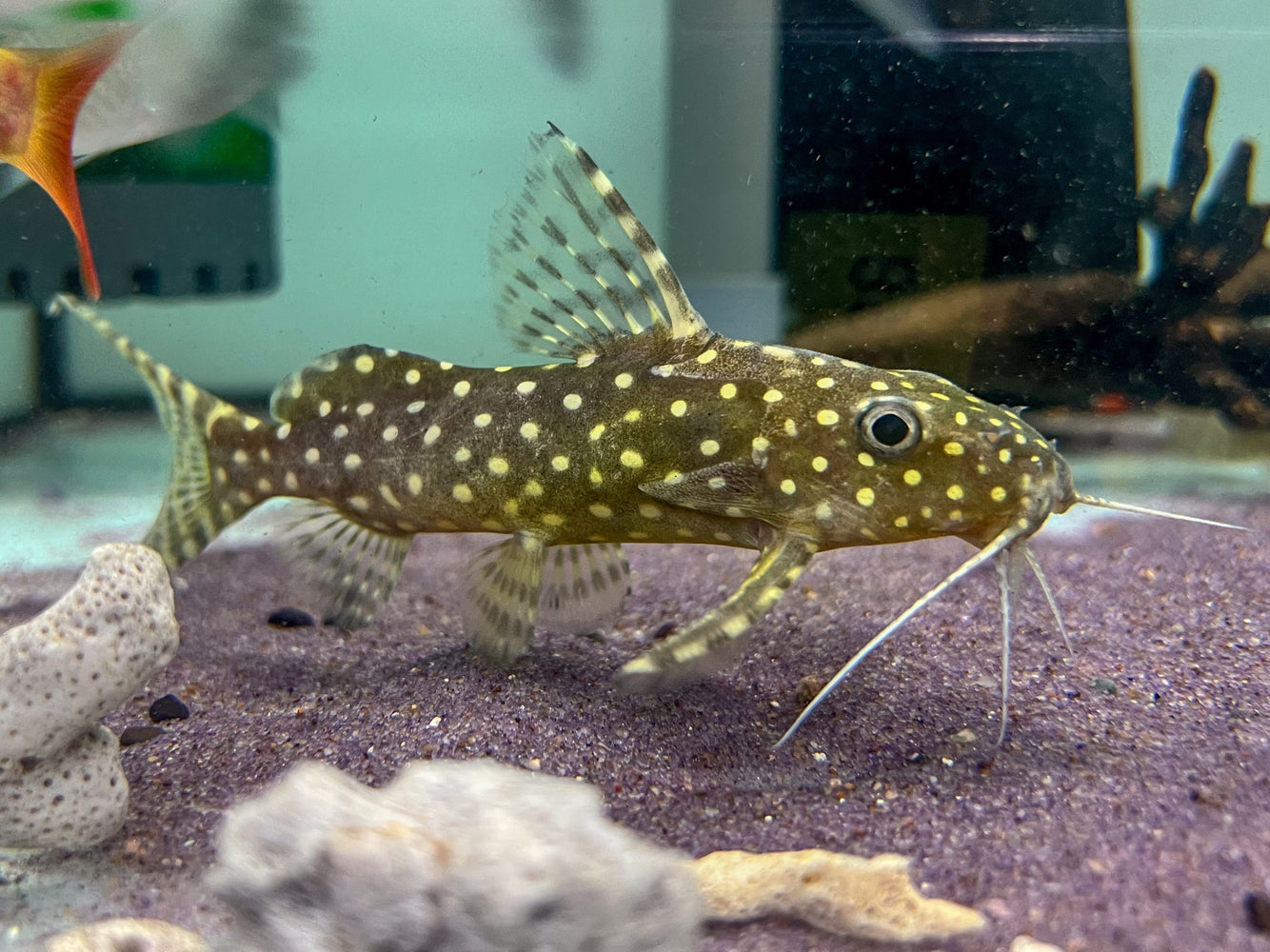 * Catfish *  Synodontis angelicus 10-12cm
