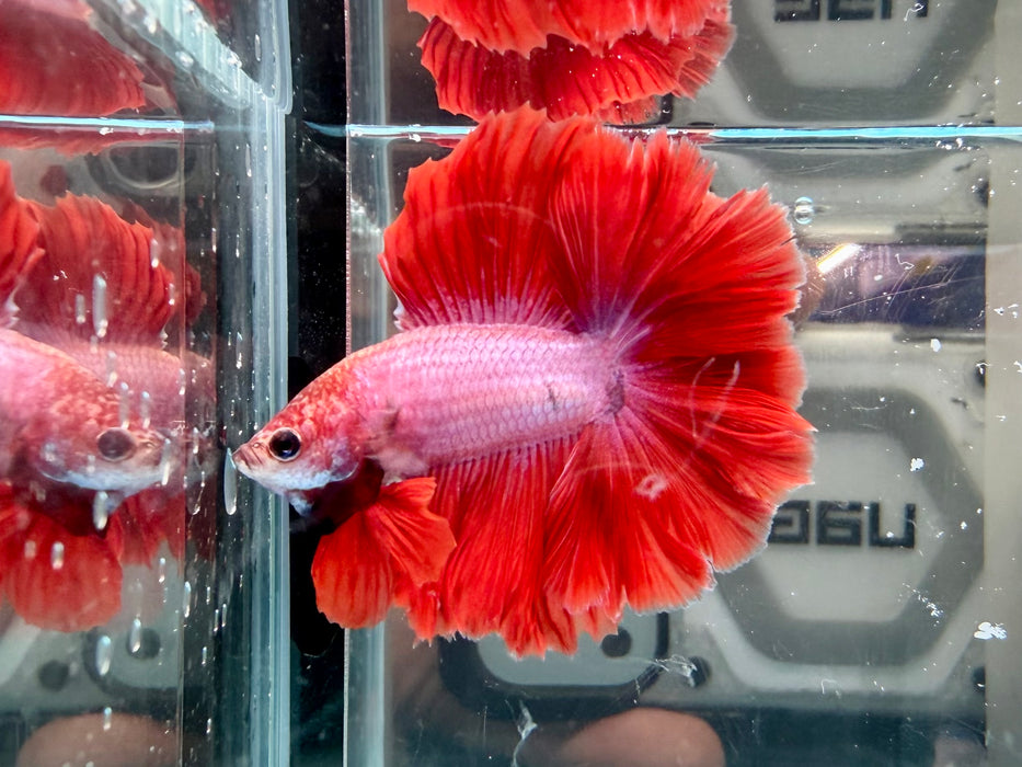 * Betta * DTHM Doubletail Halfmoon (Actual Fish) #58