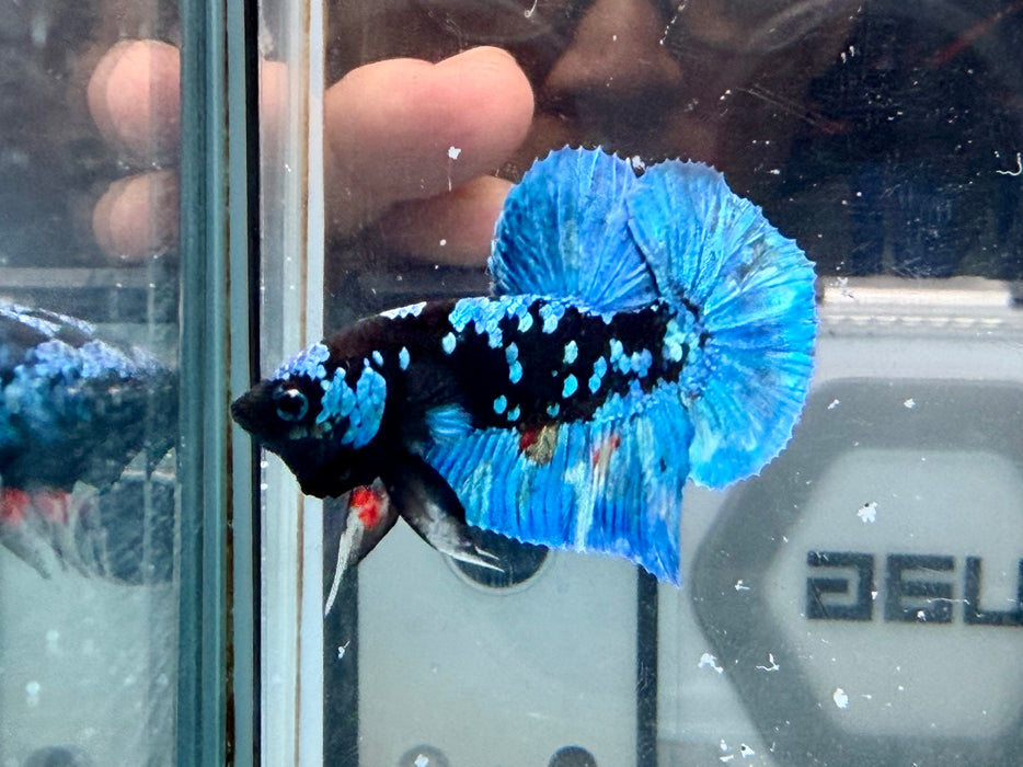 * Betta * HMPK (Actual Fish) #01